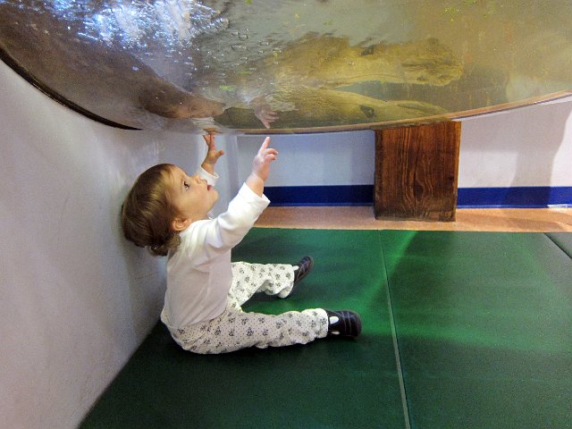 IMG_0683b.jpg - We visited Boston's Children Museum with the Romboldi family on a cold Winter day.  Here Catherine is checking out the turtles from a different angle.