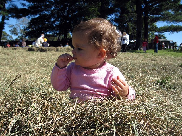 IMG_0180b.jpg - Catherine is playing in the hay during Family Fun Day at Appleton Farms.