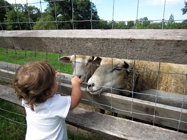 IMG_9750b.jpg - We met the Romboldi's at another Trustees property for some exploration, hiking and a picnic.  Catherine loves sheep ... BAAAA!!