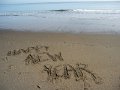 IMG_2446b