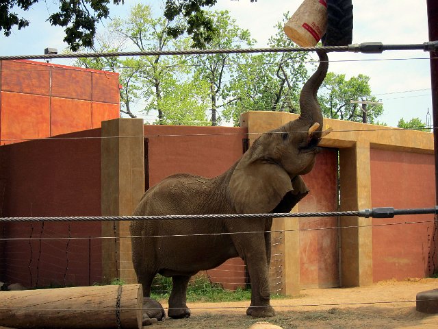IMG_3655b.jpg - Mama, Renee, is busy trying to get something to eat.