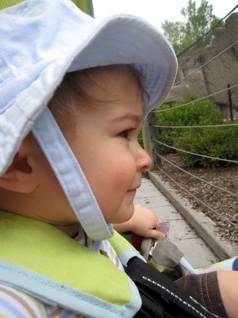 IMG_5078b.jpg - Nathan is in awe when seeing his fellow growling pals, the Asian sloth bears.