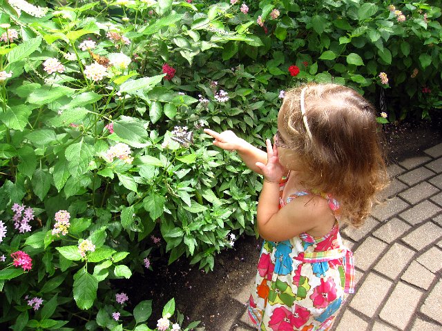 IMG_5553b.jpg - Catherine is wondering how close she can get to the butterfly without touching it ...