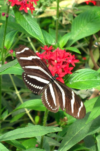 IMG_5558b.jpg - The bushes and butterflies were in adundance this time compared to opening day back in February.