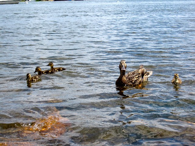 IMG_0838.jpg - A sweet little duck family was discovered along the shore.