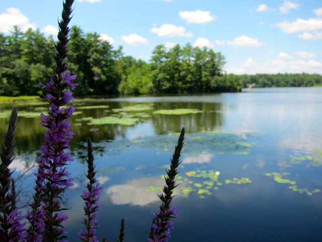 IMG_4347.jpg - Foster's Pond in Goldsmith Woodlands (one reservation managed by AVIS, The Andover Village Improvement Society).