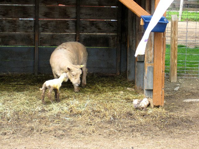 IMG_0272.jpg - These little ones were born within hours of our visit.