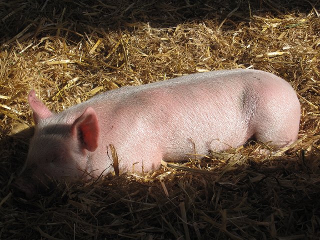 IMG_2433.jpg - I wonder what pigs dream about??