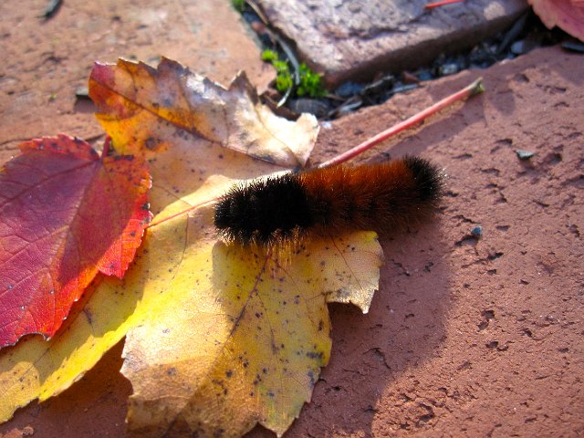 IMG_2521.jpg - This woolly bear caterpillar was spotted (actually 2 of them) yesterday. I'm not sure I like his winter weather prediction .. I was really hoping to see more brown.