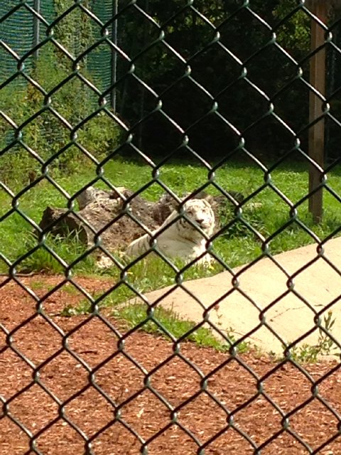 IMG_4068.jpg - Ahhh, the white tiger.