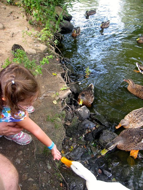 IMG_7909.jpg - The ducks got up close and personal with you when feeding them.