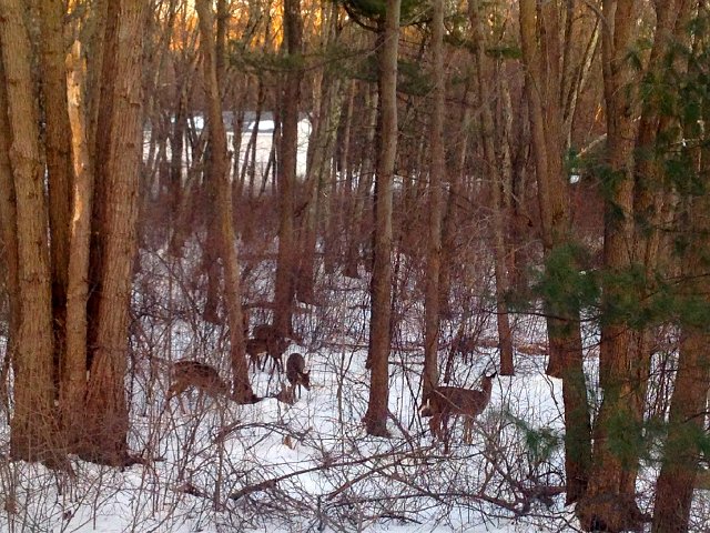 IMG_3019.jpg - I'm starting to rethink the idea that we need a cabin in the woods; 5 deer fawn grazed a little in the corner of our property!