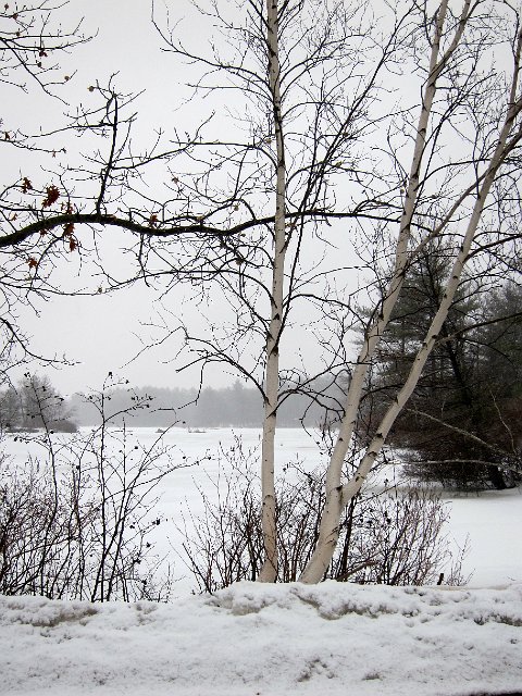 IMG_6782.jpg - We did a little snowy sightseeing around town.  This is a pond within Harold Parker State Park.