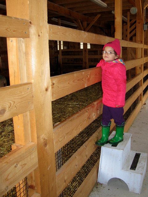 IMG_3806.jpg - First stop, the sheep barn.