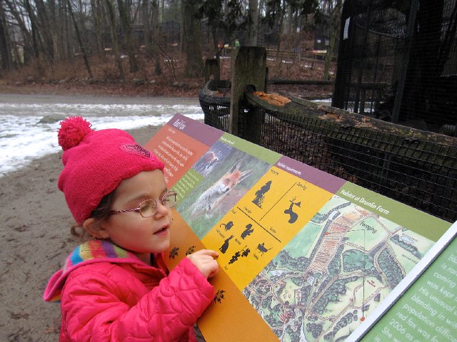 IMG_3816.jpg - Catherine has decided that she doesn't like foxes as she reads that they eat rabbits!