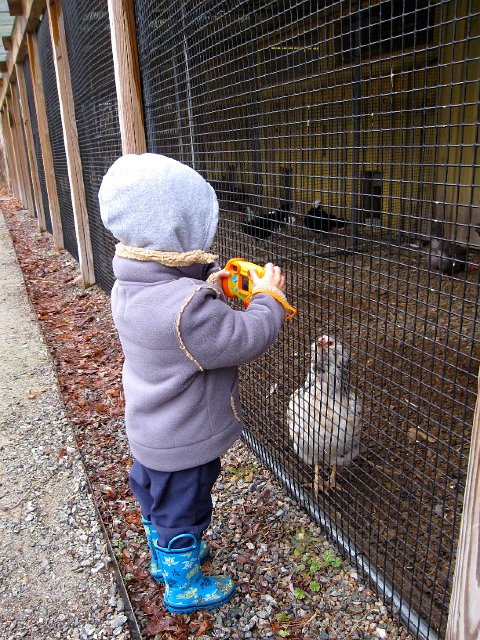 IMG_3838.jpg - Nathan took along his camera to get into the action too.  This chicken was begging for a close up shot.