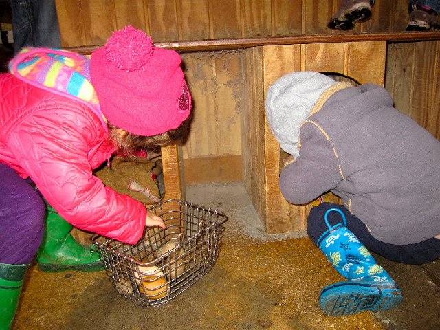 IMG_3847.jpg - They enjoyed gathering eggs and then dividing them by size.