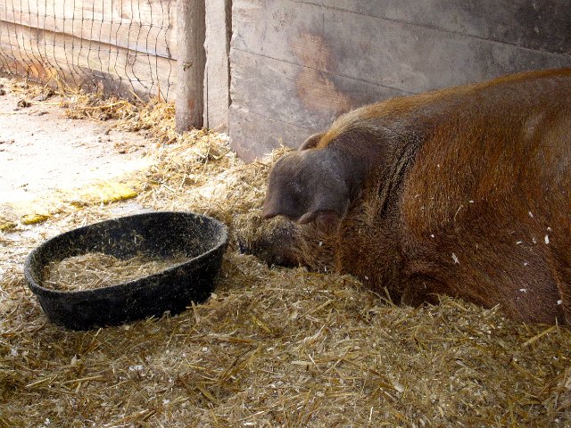IMG_3849.jpg - The pig barn was next and contained two very large pigs, both sleeping at the time we visited.