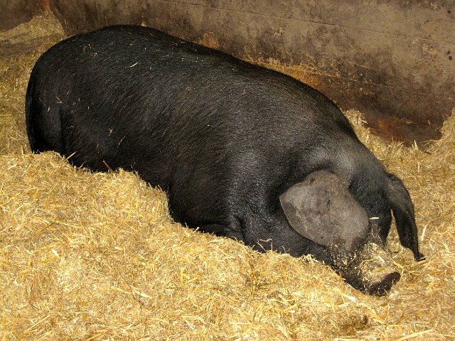 IMG_3850.jpg - This one was even making noises, I guess he was dreaming.