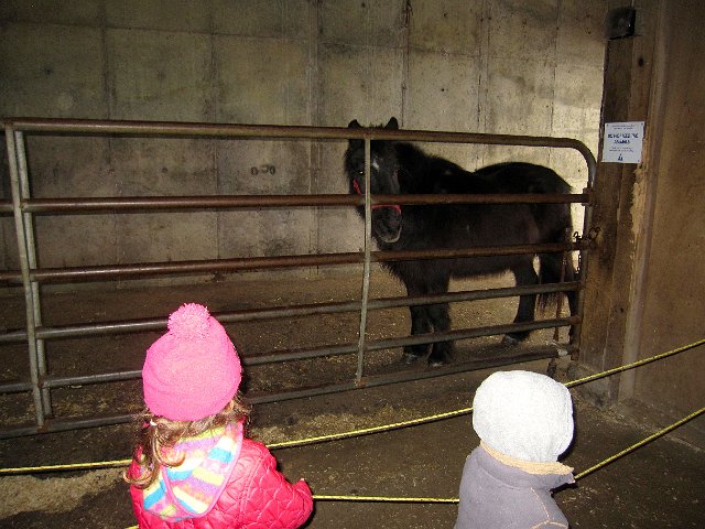 IMG_3856.jpg - Last stop was the horse and cow barn.  This is Midnight, her coat looked so soft and warm.