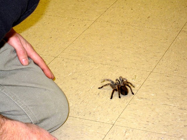 IMG_3935.jpg - Here was my least favorite "furry friend".  I'd much rather look at and pet the adorable, super soft chinchilla.