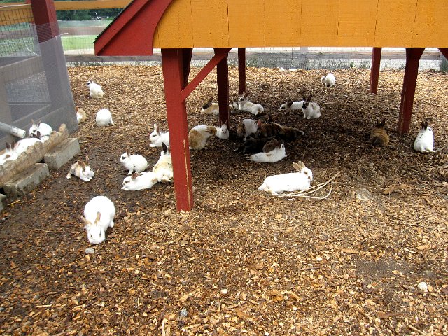 IMG_6911.jpg - (I swear it seemed like they were multiplying as we were standing there.)