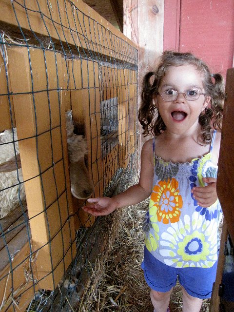 IMG_6925.jpg - This sheep eventually tried to eat Catherine's shirt!