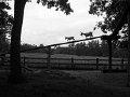 IMG_6921