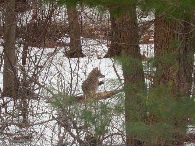 IMG_6823.jpg - Wow, I was not expecting it to be this coyote!