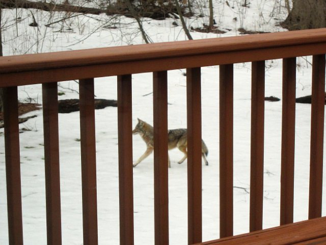 IMG_6828.jpg - He/She strolled to the far corner of the yard and back again.  (Meanwhile I ran around inside the house with a camera and emailed & texted the neighbors!)