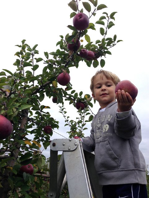 IMG_1959.jpg - Both kids love to join in the apple-picking fun.