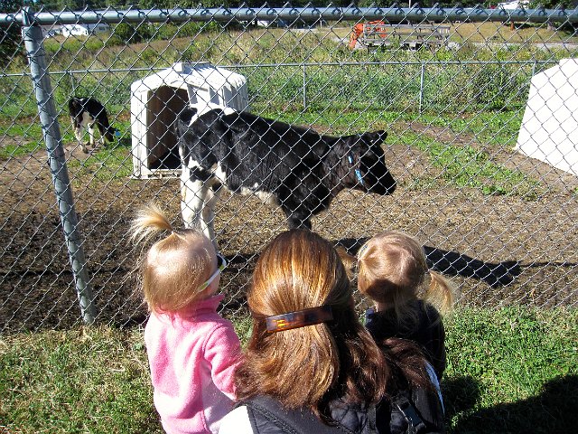 IMG_8224.jpg - Our friends (Alex, Sarah & Maja) were chatting with one of the heifers.