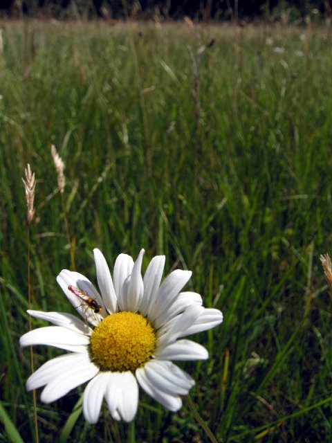IMG_1600b.jpg