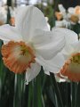 IMG_0084b