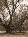 IMG_0954c