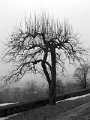 IMG_2785c