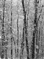 IMG_7899b