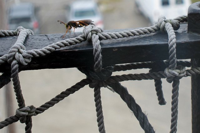 IMG_3959b.jpg - One of many uninvited guests actively guarded the little catwalk .. so we reluctantly avoided that area.