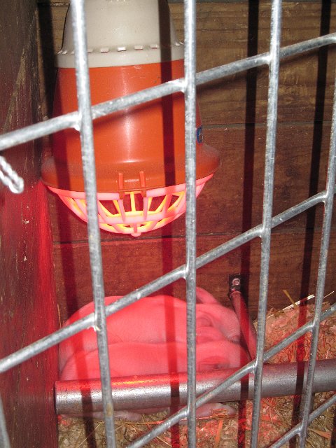 IMG_4592.jpg - Our farm visit kicks off by checking in on some 4-day old piglets keeping warm under the heat lamp.