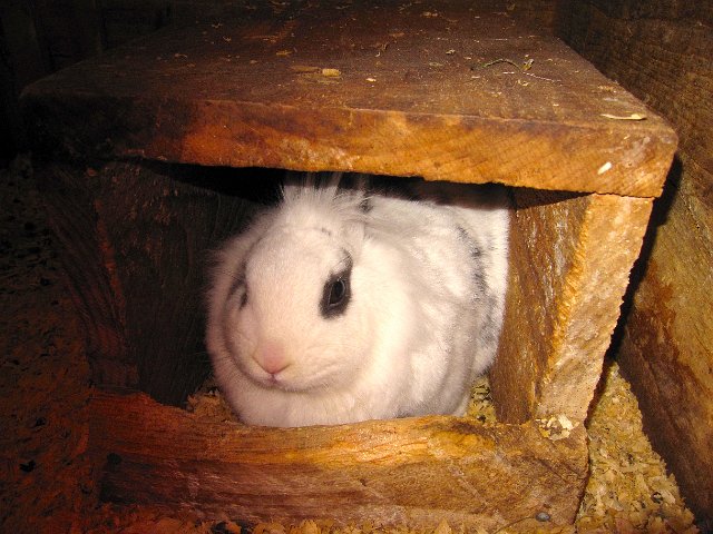 IMG_4671.jpg - One of two bunnies onsite.  Daily 'pat the bunnies' events were held allowing you to make a fluffy new friend.