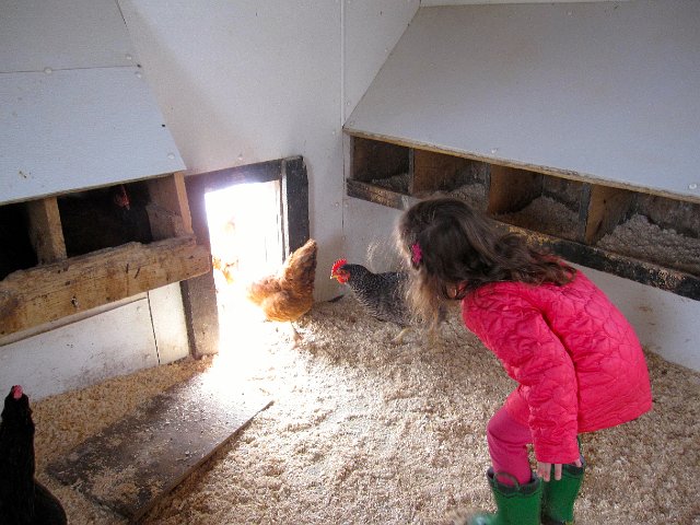 IMG_4758.jpg - Yes, Catie Ann did follow the hens out THROUGH the chicken coop door too!!