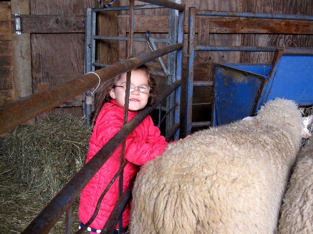 IMG_4771.jpg - Catie Ann sinking her fingers into the thick soft wool and the sheep don't seem to mind.