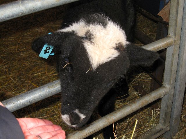 IMG_4773.jpg - Did I mention how much I like baby lambs?