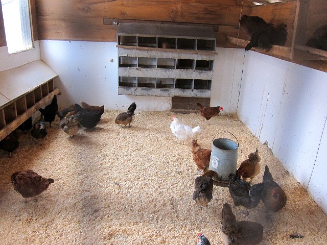 IMG_6876.jpg - One side of the chicken coop which we visited a few times a day to check for any fresh eggs.  You could gather your egg and take it right to the kitchen where they'd prep it for your breakfast.