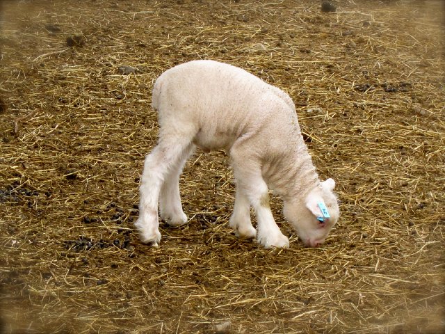 IMG_6886.jpg - Awwww ... can't get enough of the baby lambs!