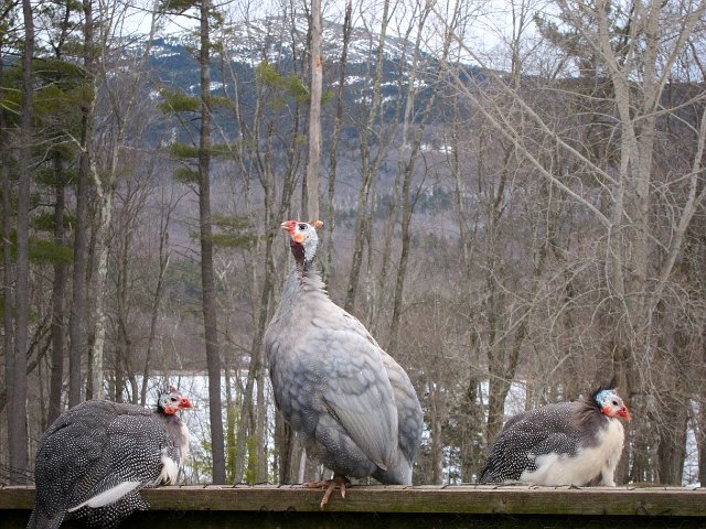 IMG_6910.jpg - We think these were guineas or turkeys.  Either way, a not-your-ordinary scene in front of Mt. Monadnock.