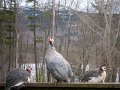 IMG_6910