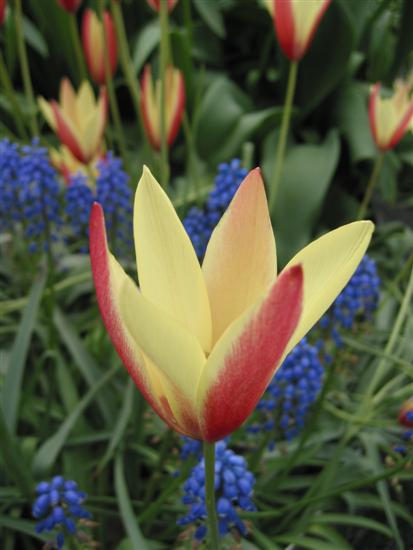 floriade02.jpg