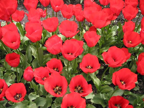 floriade03.jpg