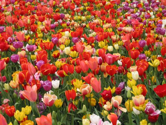 floriade06.jpg
